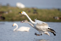 January 2016  Slimbridge, Gloucestershire