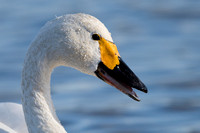 February 2014  Slimbridge, Gloucestershire