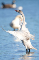 February 2014  Slimbridge, Gloucestershire