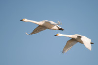 January 2016  Slimbridge, Gloucestershire