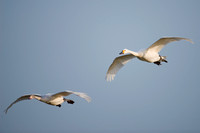 February 2014  Slimbridge, Gloucestershire