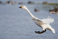 January 2016  Slimbridge, Gloucestershire