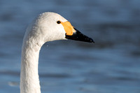 February 2014  Slimbridge, Gloucestershire