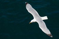 Gull Herring