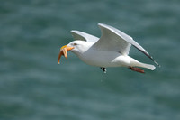 April 2021  Tenby, Pembrokeshire