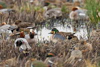 February 2024  Greylake, Somerset