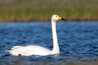 Swan Whooper