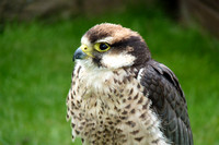 July 2011  UK