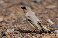 March 2019  Merzouga, Morocco