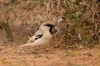 March 2019  Merzouga, Morocco