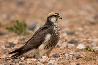 March 2019  Tagdilt, Boumalne Dades, Morocco