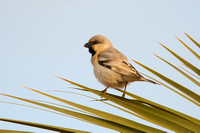 Sparrow Desert