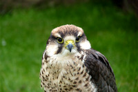 July 2011  UK