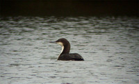 February 2008  Llys-y-Fran, Pembrokeshire