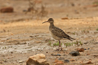 Whimbrel Litle
