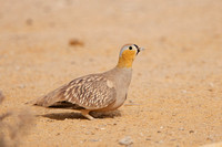 Sandgrouse Crowned