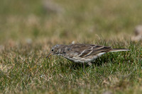 Pipit Water