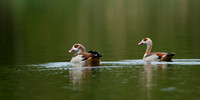 May 2021  Cotswold Water Park, Gloucestershire