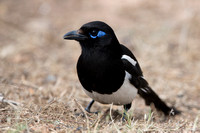 Magpie Maghreb