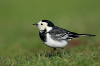 Wagtail Pied