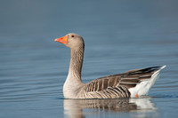 Goose Greylag