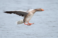 May 2015  Otmoor, Oxon