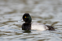 Scaup Lesser