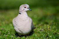 Dove Collared Eurasian