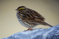 Sparrow Savannah
