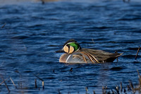 February 2022  Greylake, Somerset