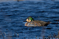 Teal Baikal