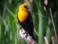 Blackbird Yellow-headed