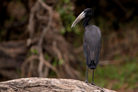 Stork Openbill African