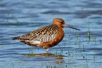Godwits and Curlews