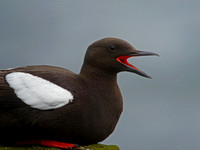 July 2012  Papa Westray