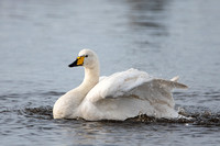 February 2020 Martinmere WWT, Lancashire