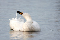 February 2020 Martinmere WWT, Lancashire