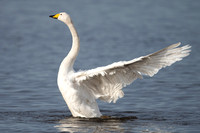 February 2020 Martinmere WWT, Lancashire