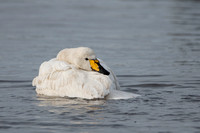 February 2020 Martinmere WWT, Lancashire