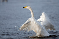 February 2020 Martinmere WWT, Lancashire