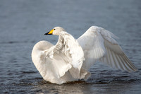 February 2020 Martinmere WWT, Lancashire