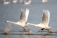 February 2020 Martinmere WWT, Lancashire