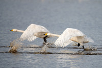 February 2020 Martinmere WWT, Lancashire