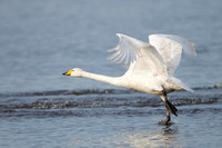 February 2020 Martinmere WWT, Lancashire