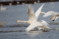February 2020 Martinmere WWT, Lancashire