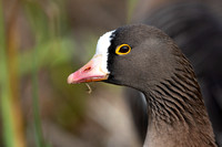 Goose White-fronted Lesser