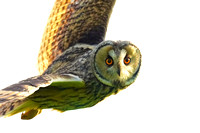 Owl Long-eared