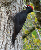 Woodpecker Black