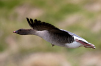 Goose Pink-footed