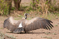 Vulture White-backed